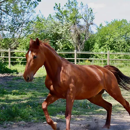 Sainte-marie 4* ميرانده